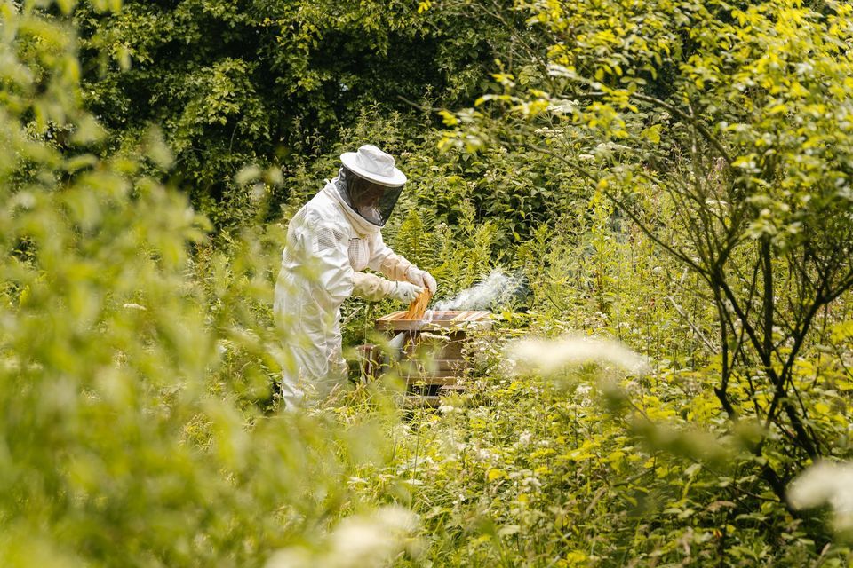 Open Farm Sunday Walk + Talk, Guardswell Farm, Perth, June 11 2023