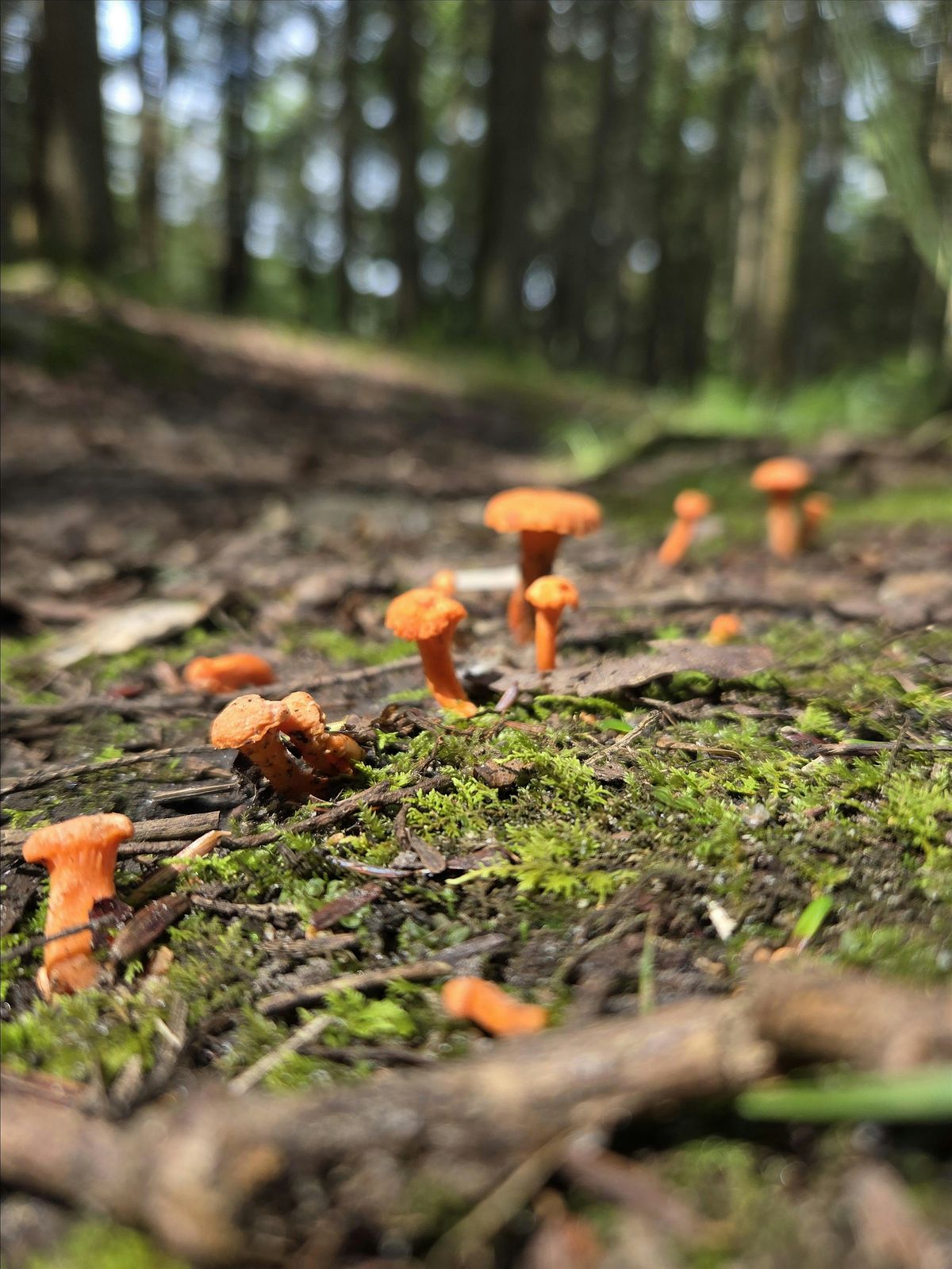 Monday Mountaineers - Lake Ashroe to Red Maple - Ladder - AT, 15 December | Event in Branchville | AllEvents