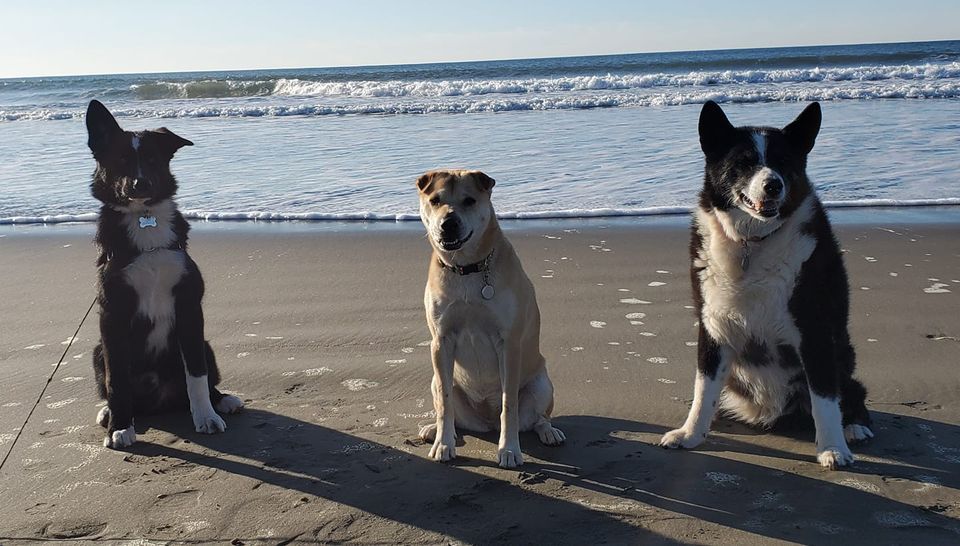 Junior Puppy Training Class, Orchards Feed Store (Vancouver, WA), Mt