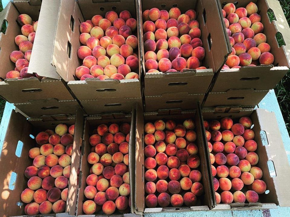 Fruit Truck Bismarck Famous Colorado Peaches , Runnings Stores