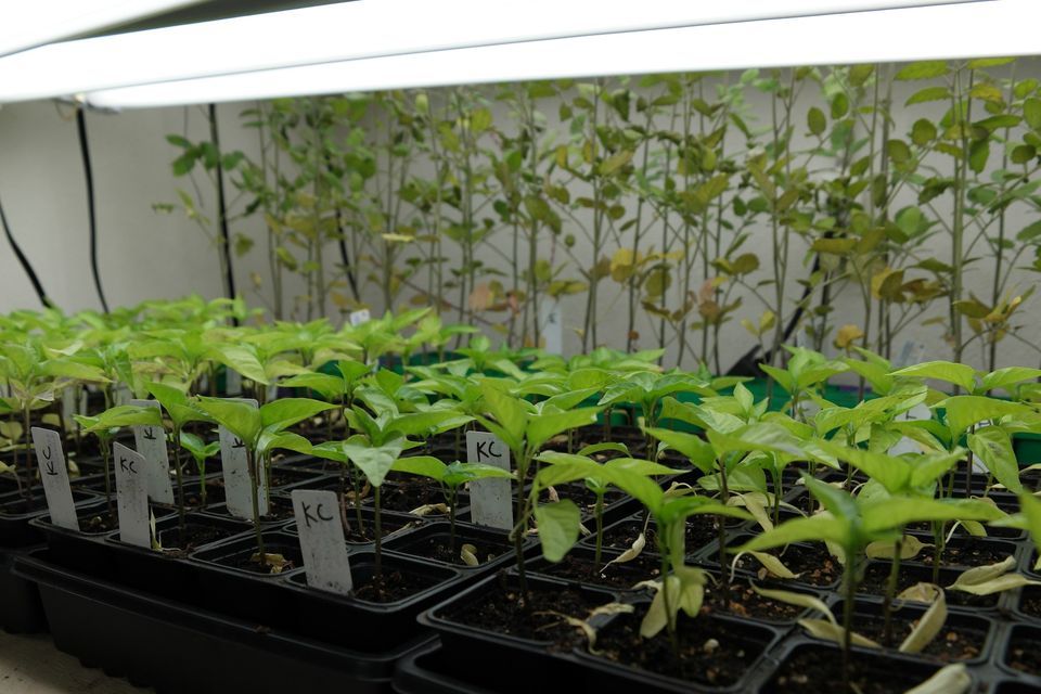 Successful Indoor Seed Starting for Vegetable and Flower Gardens Part