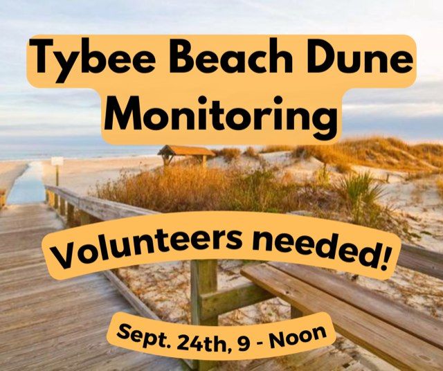 Tybee Beach Dune Monitoring, Tybee Memorial Park, Tybee Island