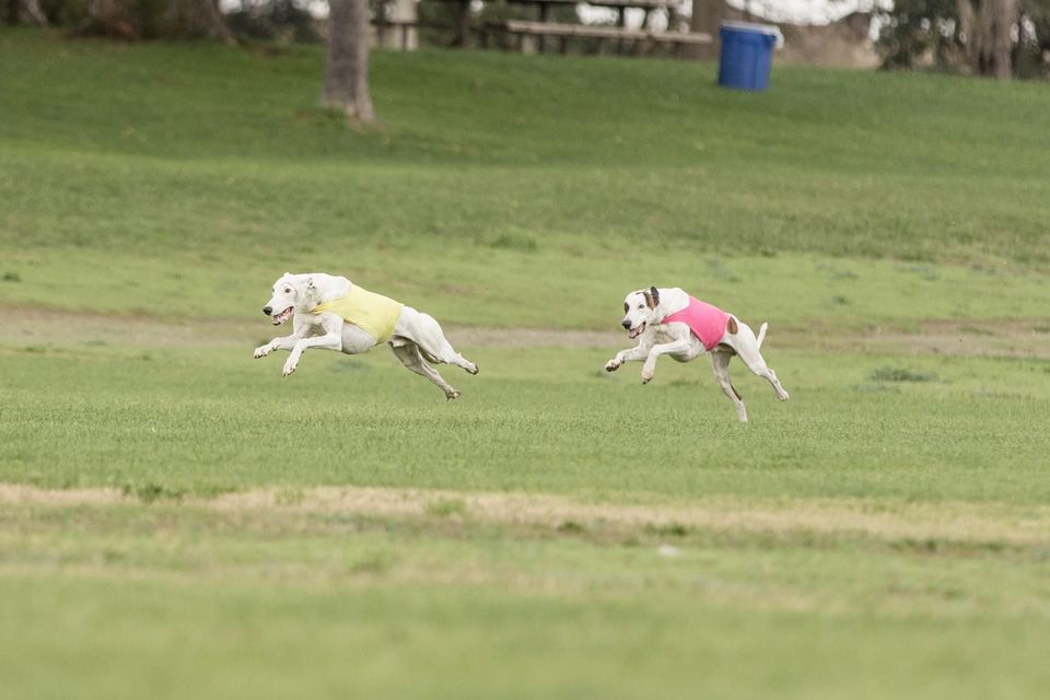 UKC Total Dog Event (Lure Coursing   Conformation) Gibson Ranch Park UKC Total Dog Event (Lure Coursing   Conformation) Gibson Ranch Park