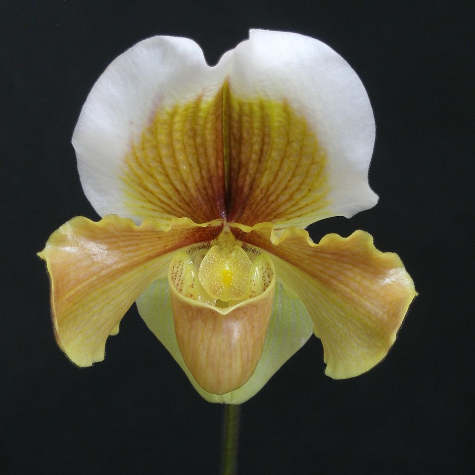 South Carolina Orchid Society- Outreach Judging, Carter & Holmes