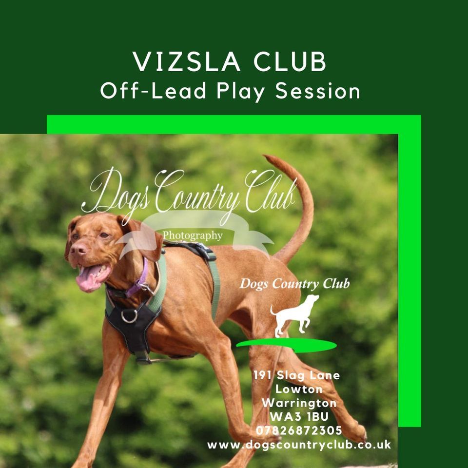 Vizsla OffLead Play Session, Dogs Country Club, Ashtoninmakerfield