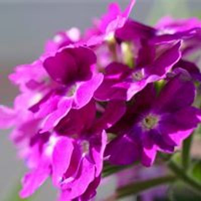 The Plant Kingdom Greenhouse & Nursery, Inc.