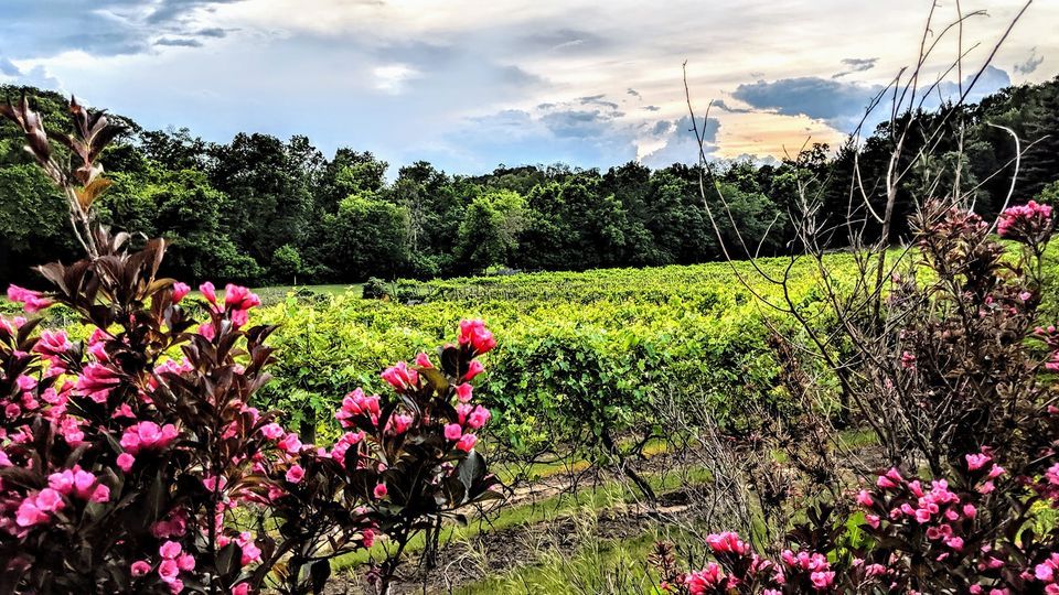 Acoustic Shenanigans at Falconer Vineyard, Falconer Vineyards & Winery