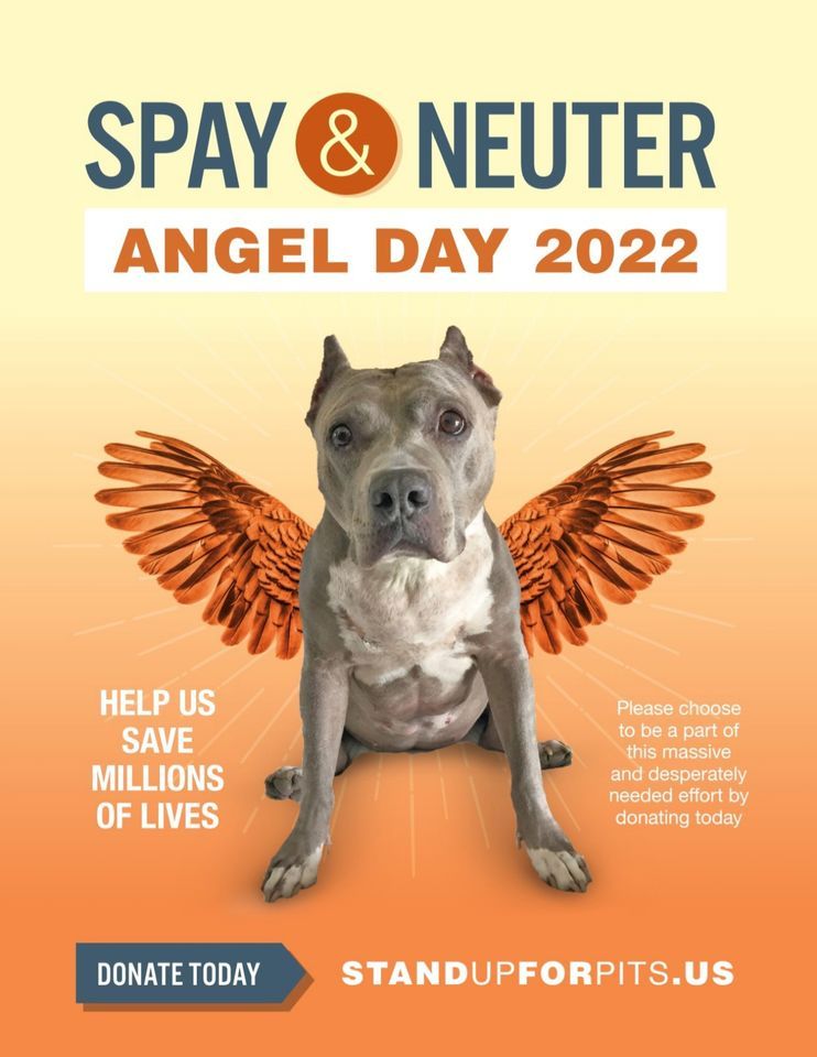 FREE SPAY NEUTER CLINIC FOR PITS PIT MIXES Altered Tails Mesa free-spay-neuter-clinic-for-pits-pit-mixes-altered-tails-mesa