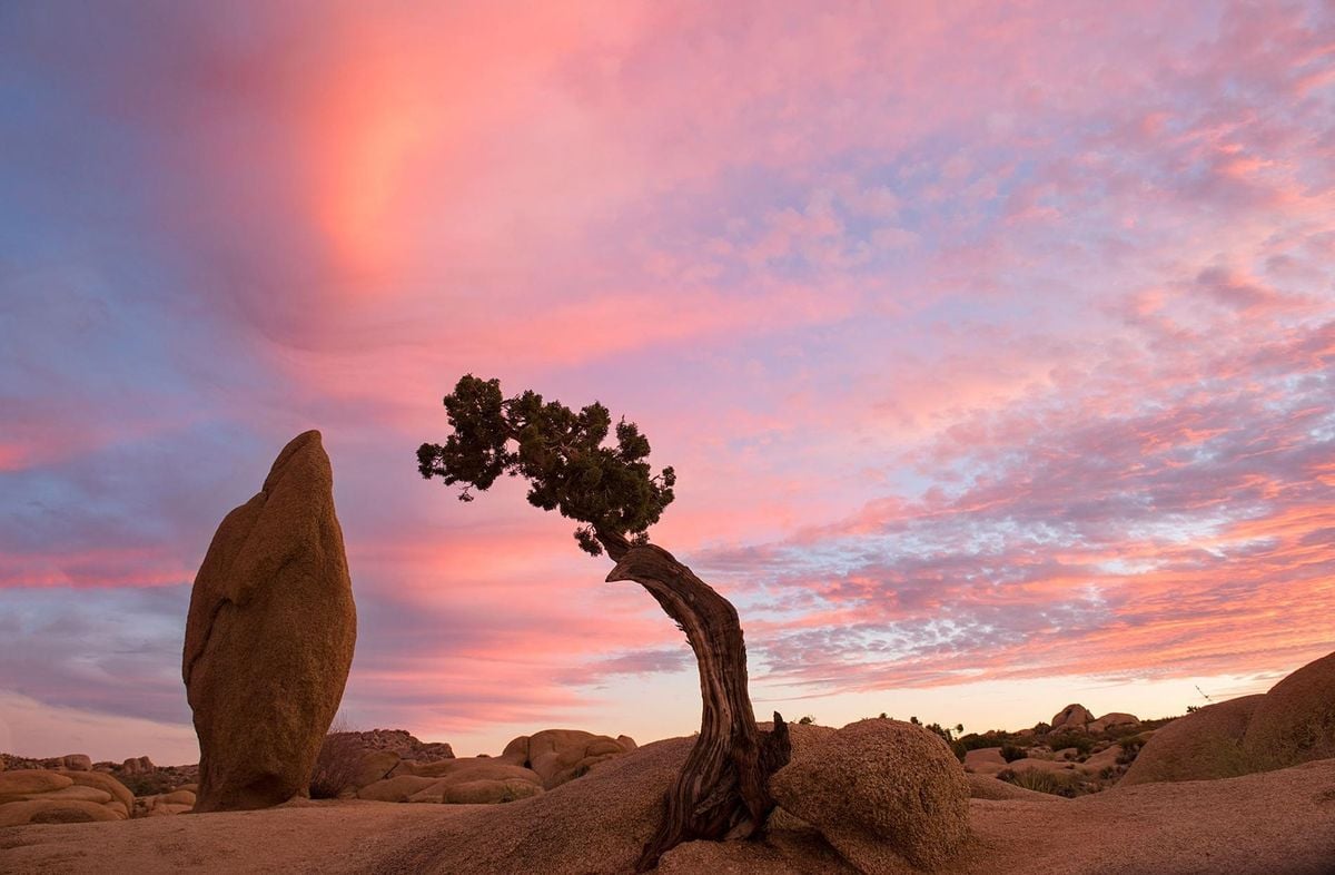 Meditate & Breathe in the Joshua Tree Vortex, Joshua Tree, June 30 2020