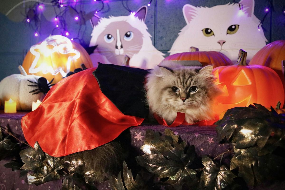 PURR Pumpkin Patch Photoshoot 2026, unit 88, 35 Rosyth Rd, Glasgow ...