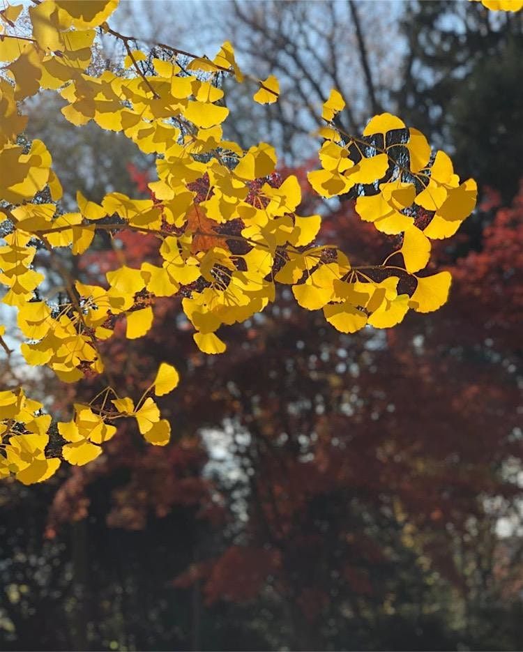 Tree Time: Leaves II, Cylburn Arboretum, Baltimore, 19 November 2026 ...