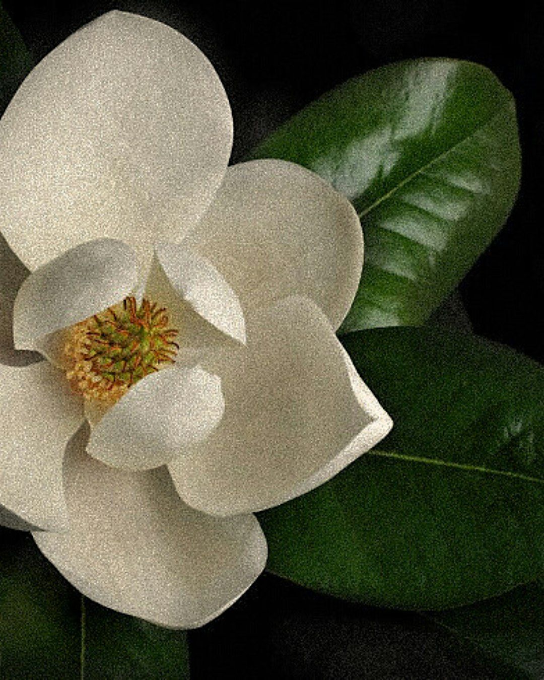 Under the Same Sky - A Short Film & Chill for LABASED, 29 November | Event in Metairie | AllEvents