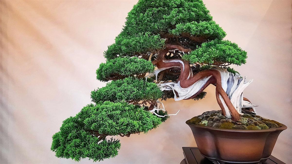 Bonsai Society Meeting - Introduction to Evergreen Trees, 20 December | Event in Mesa | AllEvents