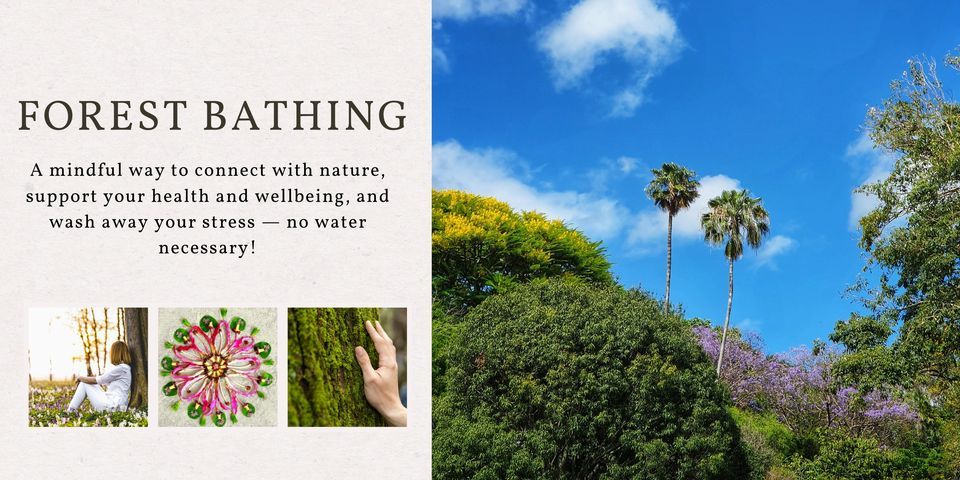Forest bathing experience in Brisbane, Brisbane Botanic Gardens, Mount ...