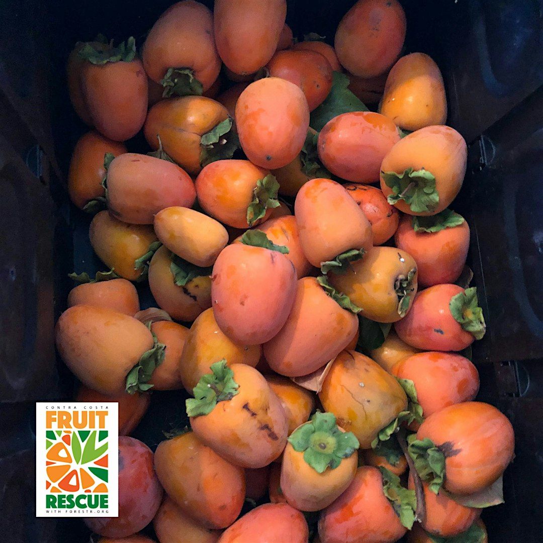 Fruit Rescue - Lamorinda Area- Date Change!  TUESDAY | Event in Lafayette | AllEvents