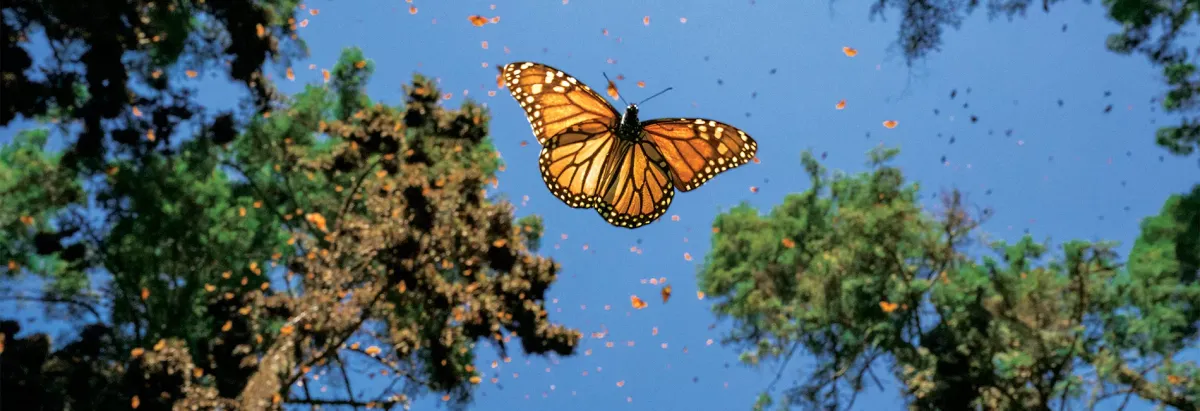 Parking Jaime Rojo, Photographer Chasing Monarchs, 22 November | Event in Thousand Oaks | AllEvents