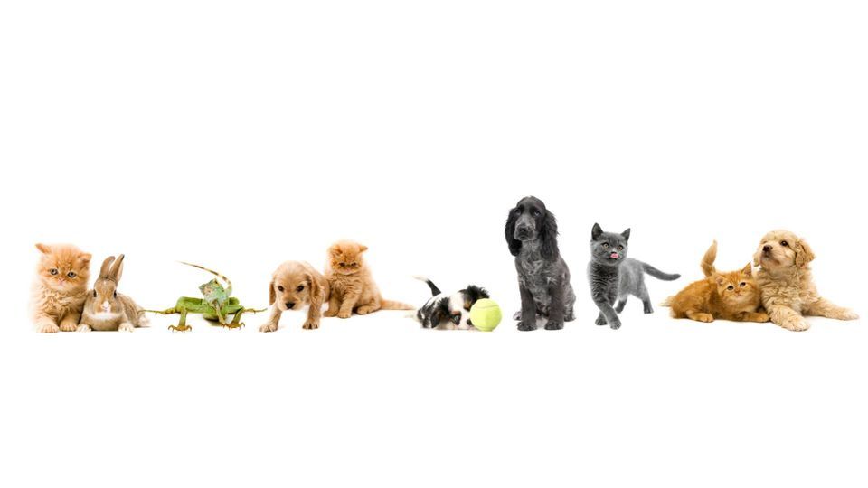 Pet Loss Support Group 1696 Greenview Dr SW Rochester MN 55902 1034 pet-loss-support-group-1696-greenview-dr-sw-rochester-mn-55902-1034