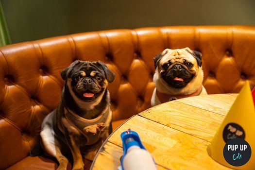 Dog Events In High Wycombe Dog Training Classes Workshops In High Wycombe Pug Events 2022