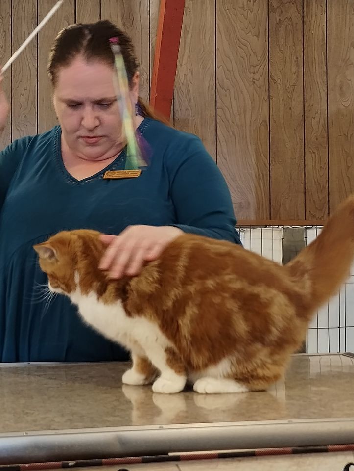 Cat Show.Cat Fanciers Federation , 68 Broadway St, Westford, MA 01886