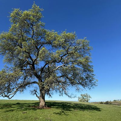 Luminous Source logo