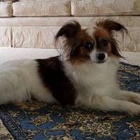 Community Member
