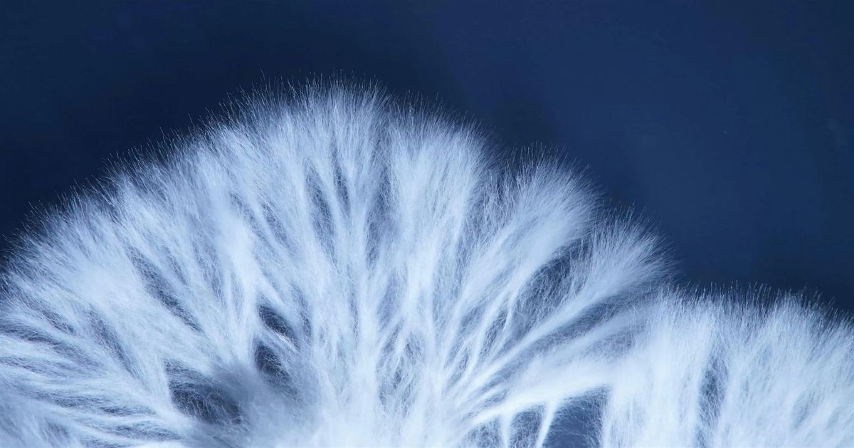 Spotlight Talk: Fungi Sessions, 8 January | Event in Edinburgh | AllEvents