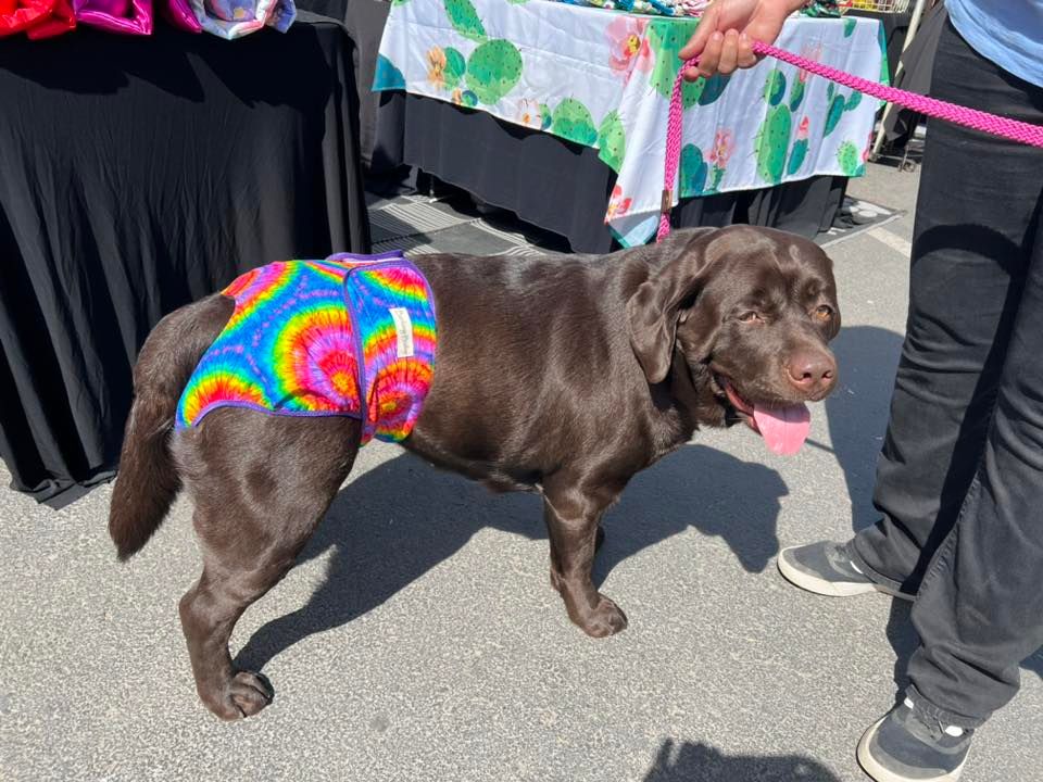 Woofstock Dog Show, Solano County Fairgrounds, Vallejo, 8 June to 11