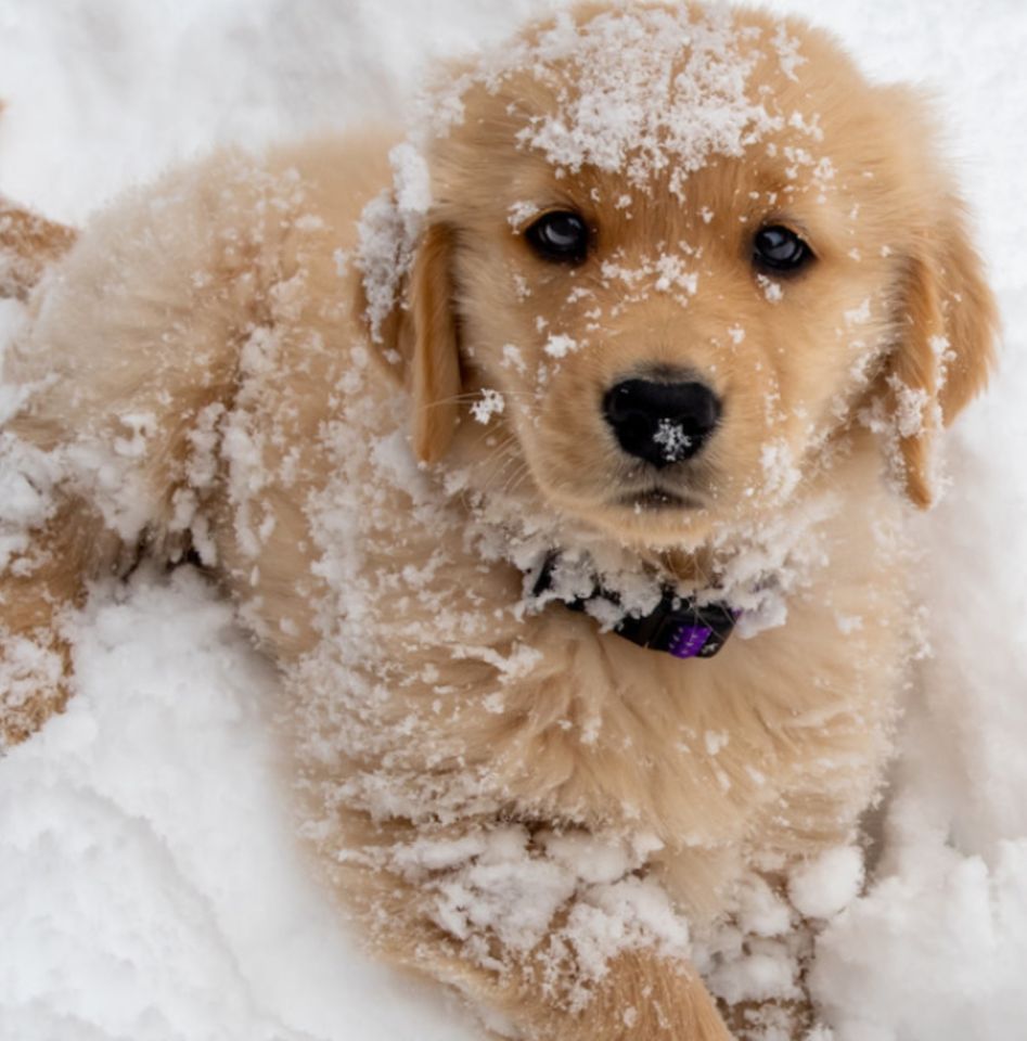 Winter Wonderland Adoption Day, PetSmart (Winter Garden, FL), December