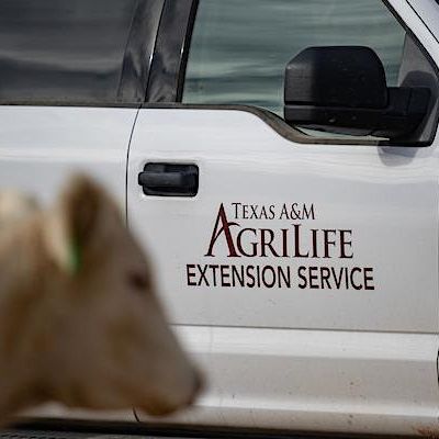 Lamar County Agrilife Extension Agent, Jaci Eaves