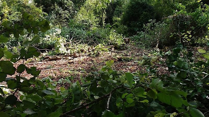 Carver Hill Cutting for Conservation | Event in High Wycombe | AllEvents