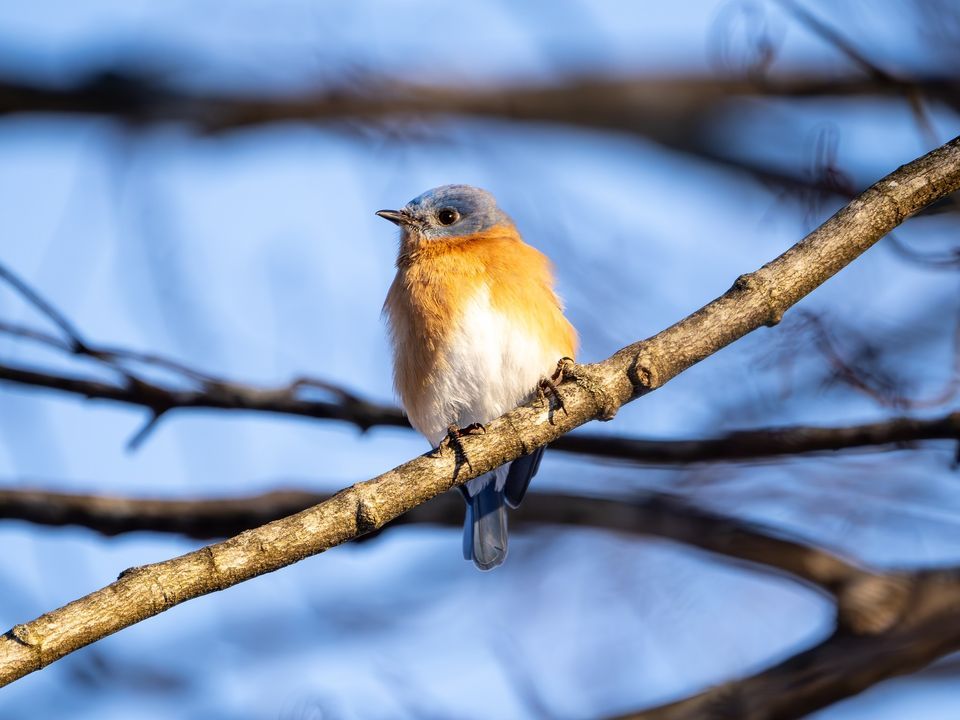All About Bluebirds , 2246 Black Rock Turnpike, Fairfield, CT, United
