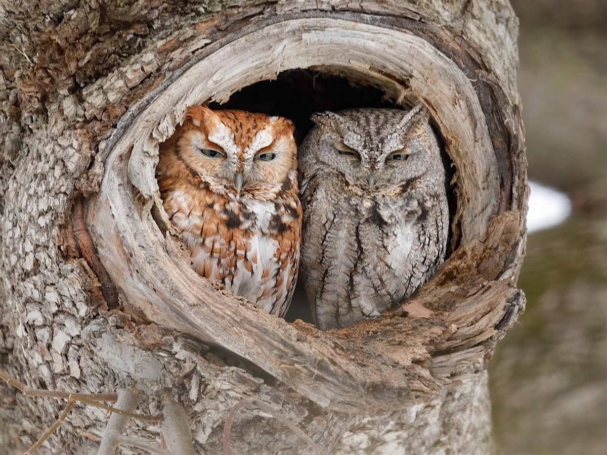 Owl Prowl: Citizen Science: Adult Program, $4 per adult upon arrival, 9 January | Event in Oakdale | AllEvents