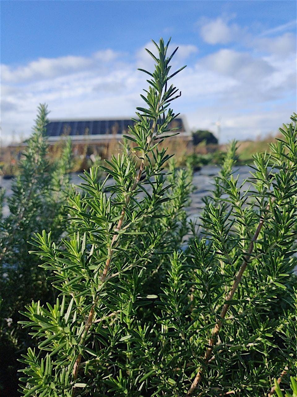 Exploring Intuitive Herbalism, 16 January | Event in Truro | AllEvents