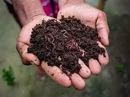 Vermicomposting Workshop - In Person, 17 December | Event in Seffner | AllEvents