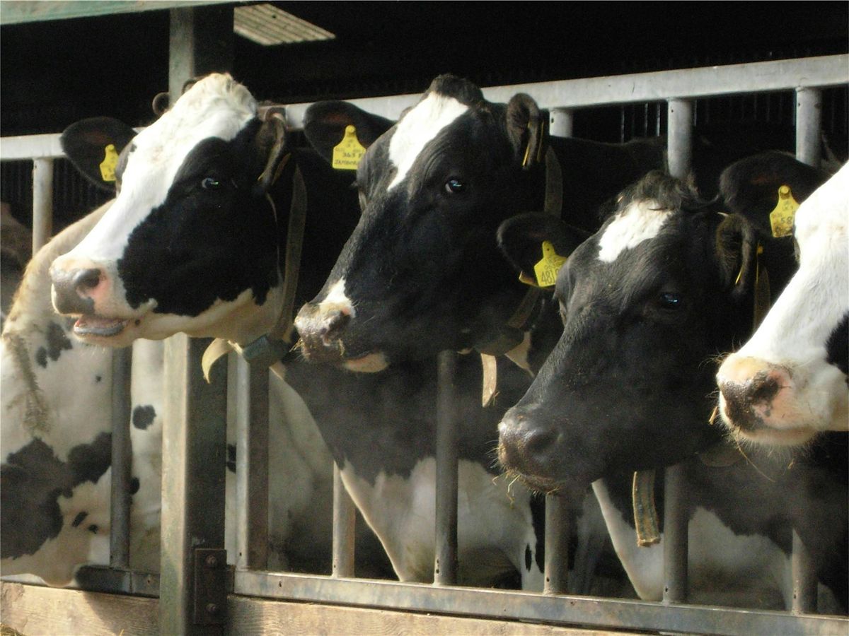 Optimising Ruminant Nutrition - A farmer event with Humber CSF, 13 January | Event in Selby | AllEvents