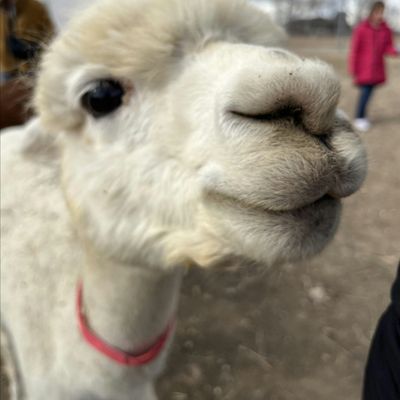 My She Was Yarn Alpacas