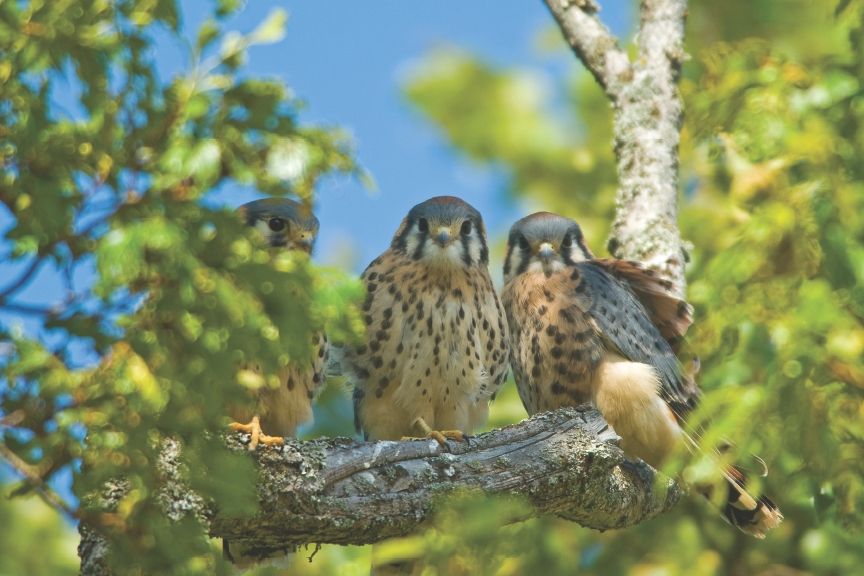 Birds of Prey - Presented by Ernie Miller Nature Center, Wild Birds