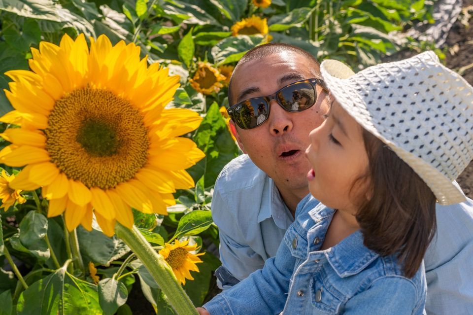 Sunflower Picking at Hana Field, 427 Anton Blvd, Costa Mesa, CA 92626