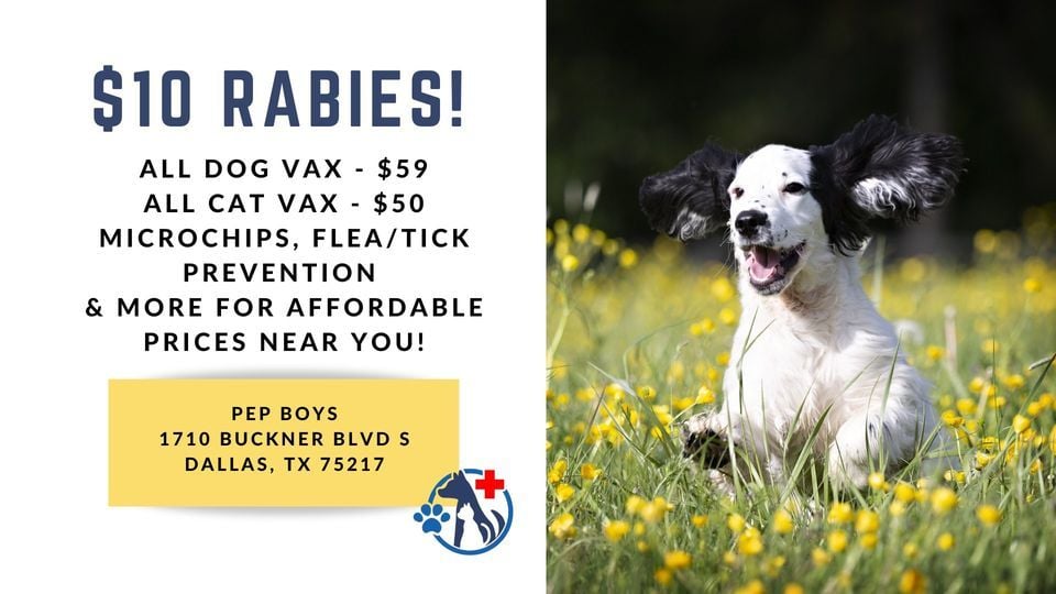 Pleasant Grove Low Cost Pet Vaccinations (Buckner Blvd), Pep Boys