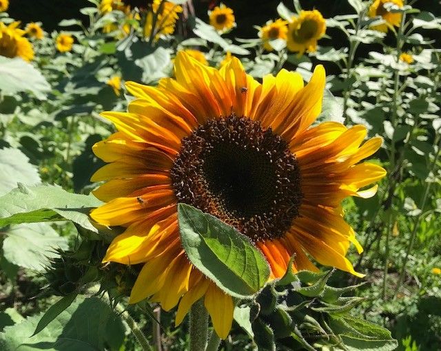 Summer mini mindfulness retreat , Rossburn Reception, Rangiora, February 11 2024 AllEvents.in