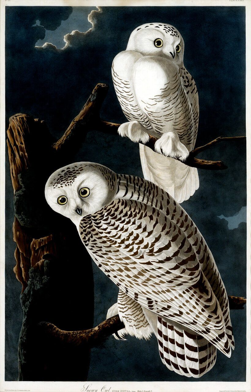 Owls & Lions, 8 August | Event in Milford | AllEvents