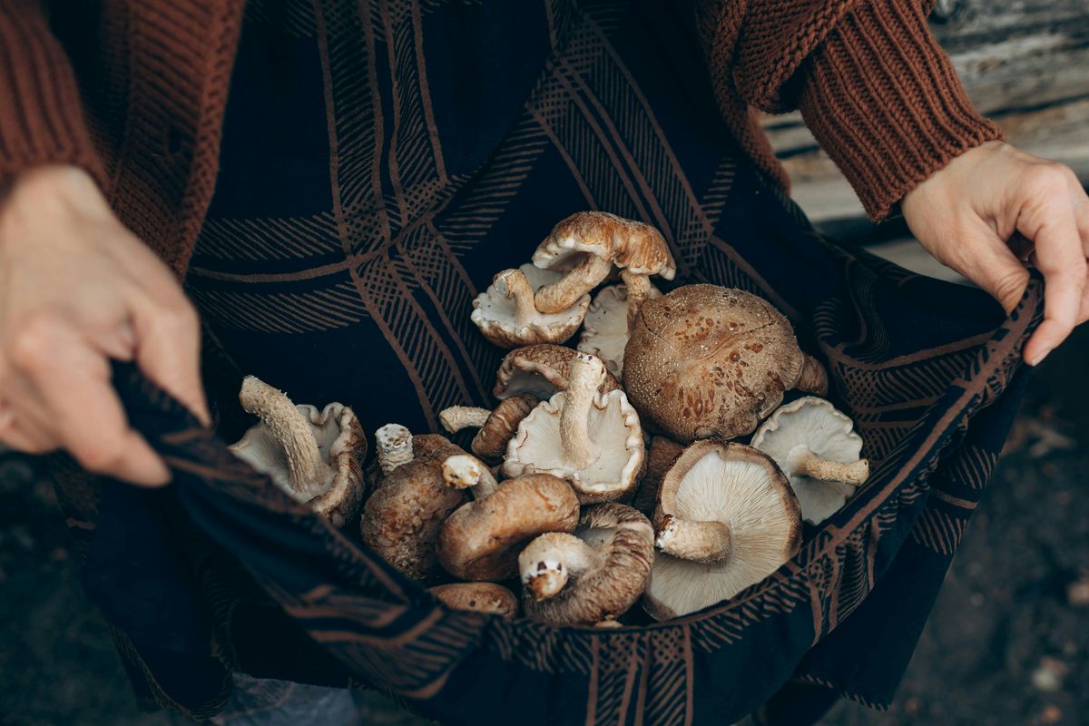 Mushroom Cultivation, 13 December | Event in Cincinnati | AllEvents