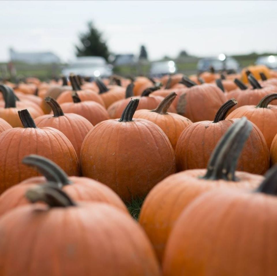 MOT Kingsway Pumpkin Farm Field Trip, Kingsway Pumpkin Farm & Storage