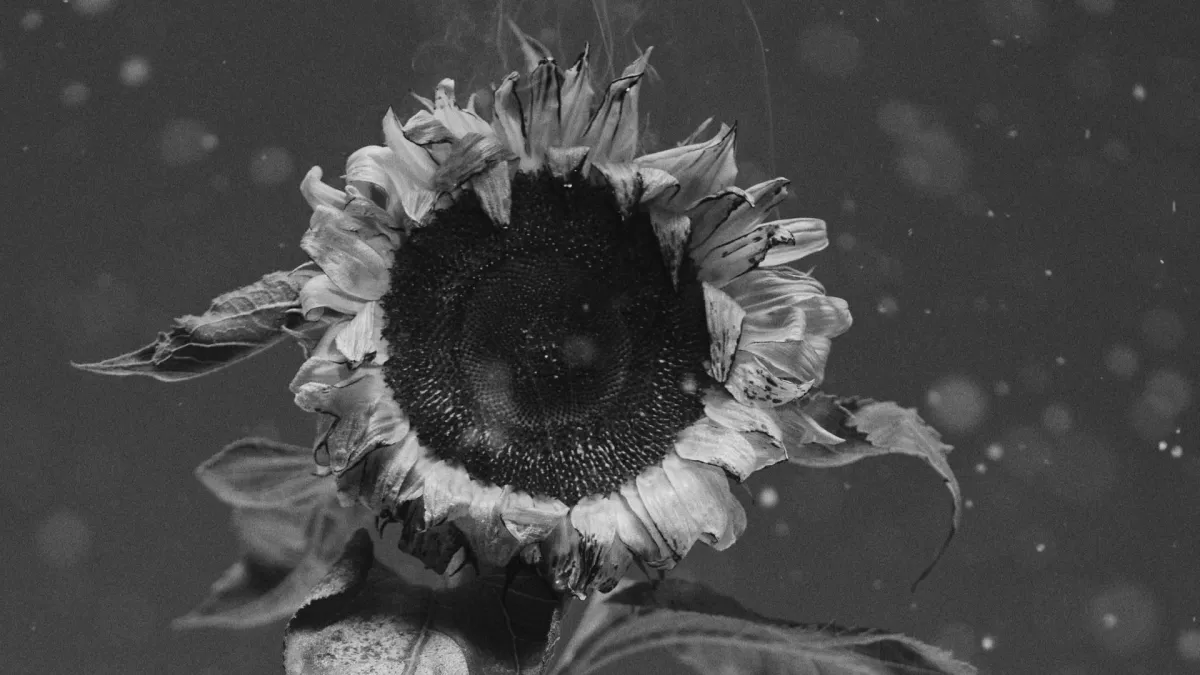 Ralph Kaminski in Katowice, 5 February | Event in Katowice | AllEvents