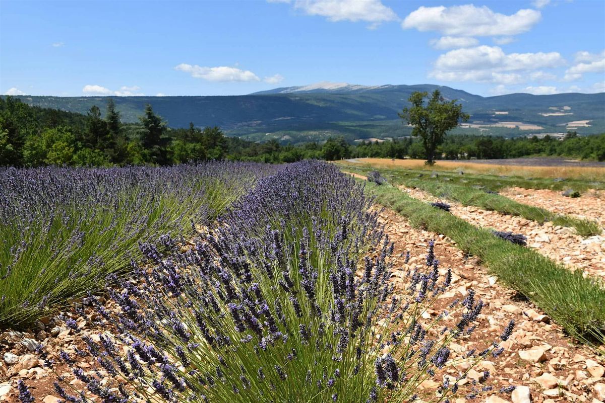 Maison Française Spring 2026 Adult Community Courses, 26 January | Event in Rochester | AllEvents