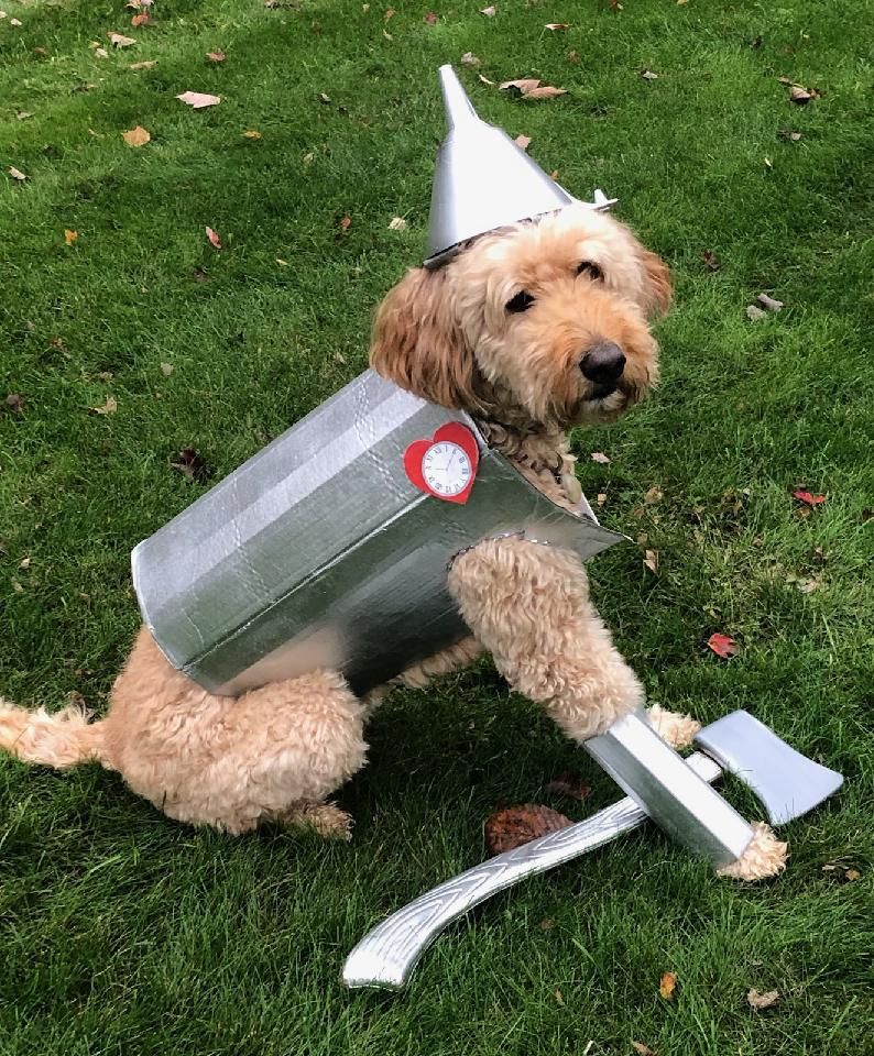 Malta Mutts Dog Halloween Costume Parade, Malta Ecological Park, Middle