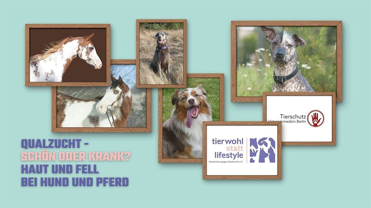 Qualzucht - schön oder krank?