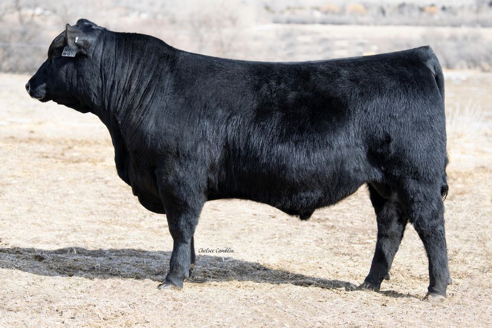 Powder River Angus Bull Sale, Buffalo Livestock Marketing, February 9