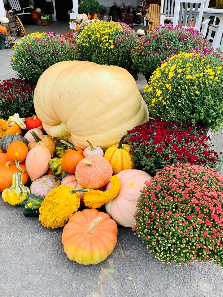 Fall Fun Fest!, Farmer Fred's, Towanda, October 21 2023 AllEvents.in