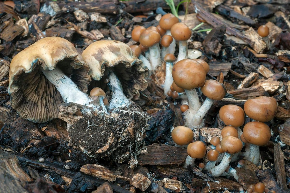 Psilocybe Mushrooms of California & The World w Mycologist Alan Rockefeller, 10 December | Event in Berkeley
